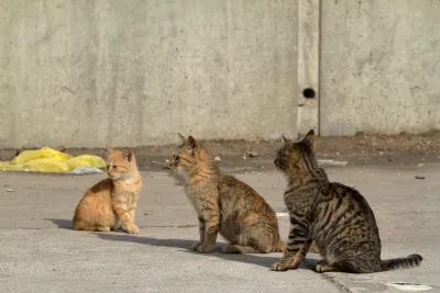 Cats