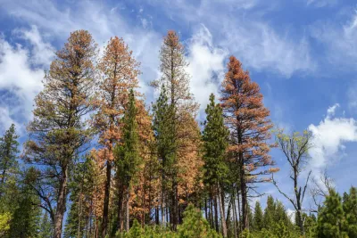 Sierra Nevada Drought