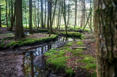Woodlands