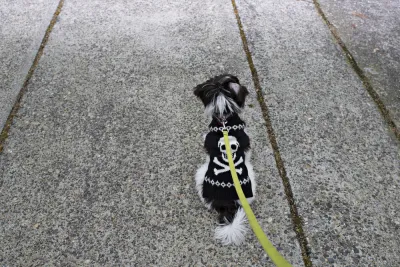 Walking the Dog