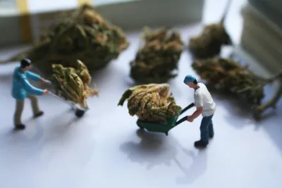 Marijuana