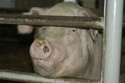 Pig Farm