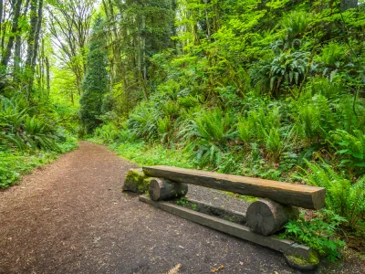 Trail