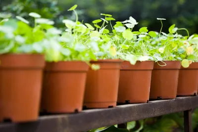 Potted Plants
