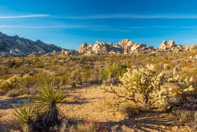 View of desert mountains with yucca plant and cholla in foreground
