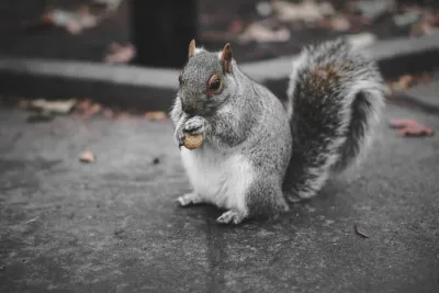 Squirrel