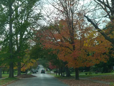 Trees on Street
