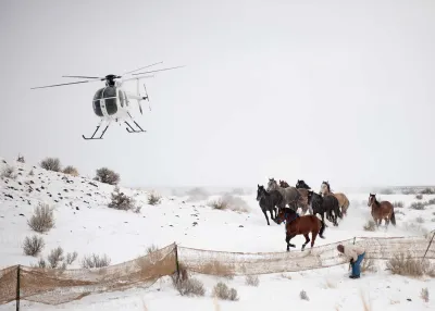 Wild Horses BLM