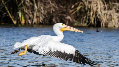 White pelican with black wings flying low over water at Sepulveda Basin Wildlife Reserve in Van Nuys, California.
