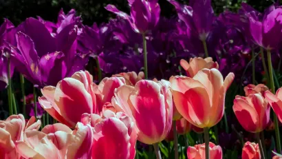 Close-up of pink tulips in bloom at Descanso Gardens, Los Angeles County.