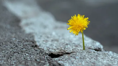 Close-up of yellow dandelion flower poking through crack in broken concrete