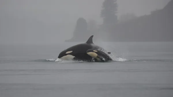 Orca in Washington