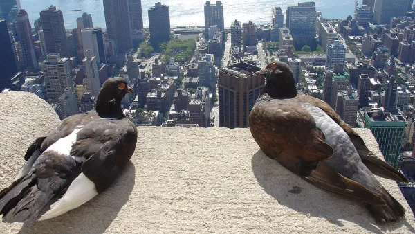 Pigeons on the Empire State Building, New York City, USA.