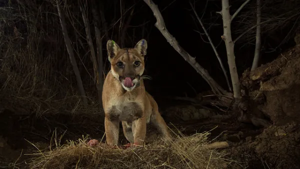Mountain Lion