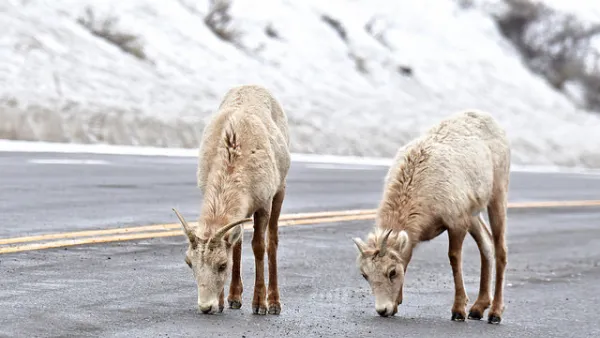 Bighorn Sheep