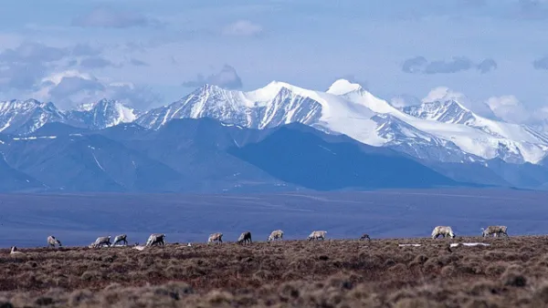 Caribou and Brooks Range, Arctic NWR