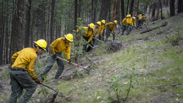 A line of workers in yellow shirts and yellow hard hards work with hoe-like tools in a pine forest, clearing dead brush.