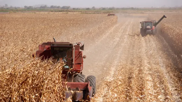 Two red combines harvesting corn in central California.