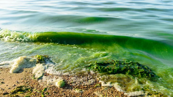 A close-up of the water line on a freshwater beach, small waves lapping at the shore, the water green with algae
