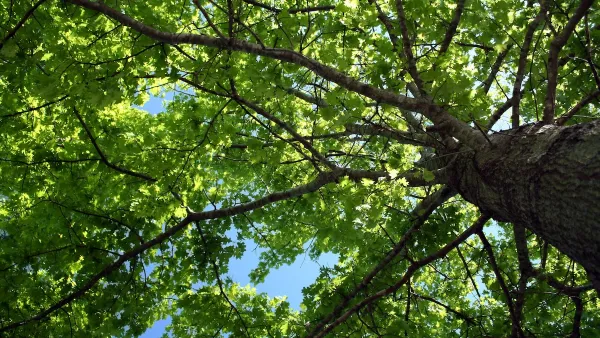 View looking up through large tree with blue sunny sky in background.