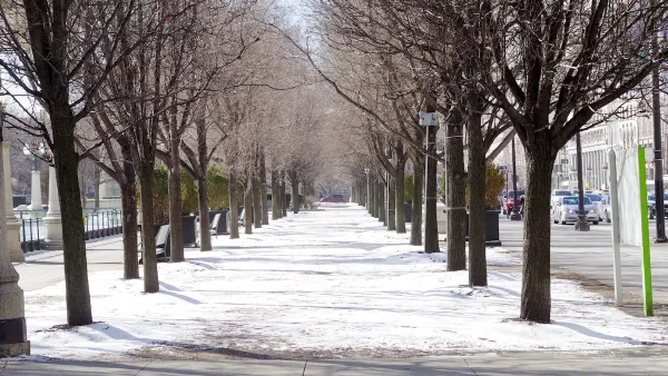 Snowy walkway in Chicago in winter flanked by medium-sized trees.
