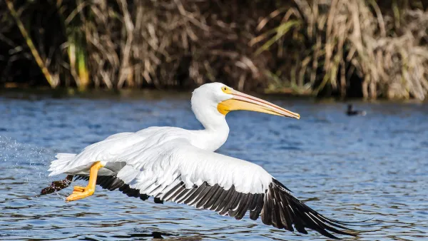 White pelican with black wings flying low over water at Sepulveda Basin Wildlife Reserve in Van Nuys, California.