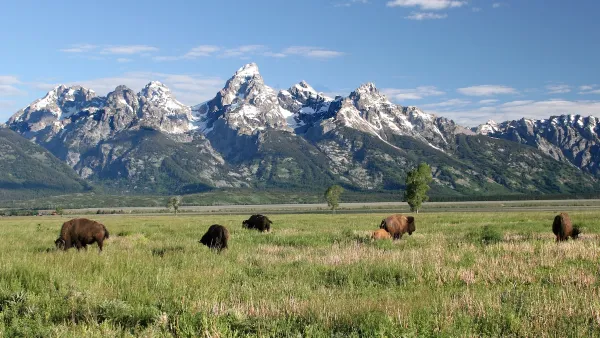 Bison grazing in green meadow with Grand Teton mountains in background.
