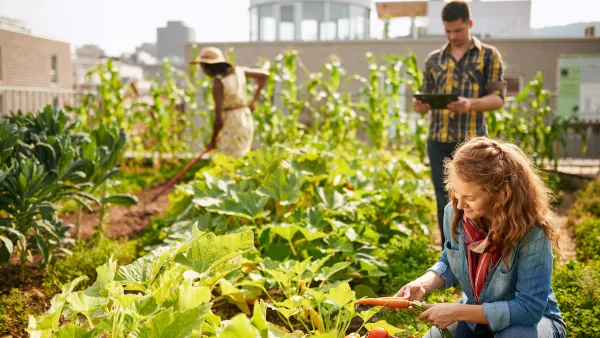 Three people harvesting crops from rooftop community garden.