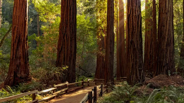 Dirt trail with wood railings through grove of tall California coastal redwood trees.