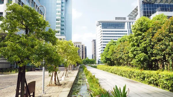 Small trees on city sidewlak with glass buildings in background.