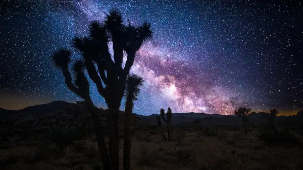 Joshua tree sillhouetted against starry night sky in the Mojave Desert.