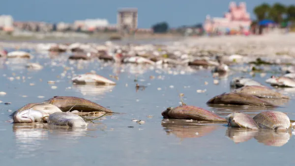 Dead fish washed up on Florida beach during 2018 'red tide' algae bloom event.