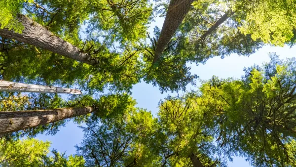 Looking up at a grove of mature hemlock trees on a sunny day.