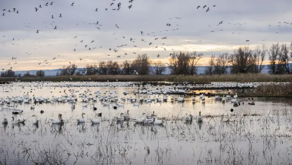 Flock of white snow geese flying and resting in water in Sacramento River delta at sunset.