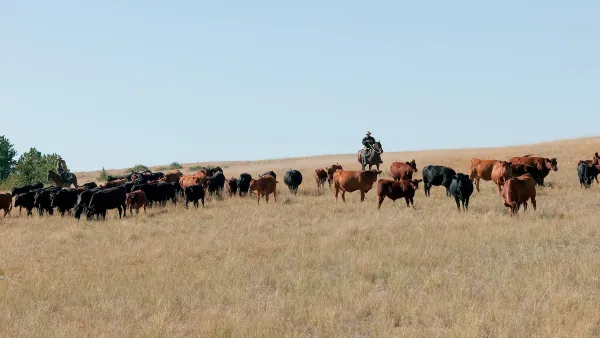 Herd of cattle grazing in field with cowboy on horse watching them.