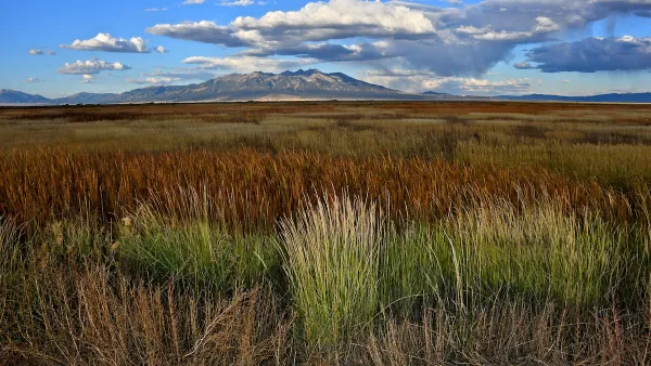 Wild grasses and Reeds in wetlands with the backdrop of Blanca Peak, sacred to the Navajo People, Alamosa National Wildlife Refuge, Colorado.