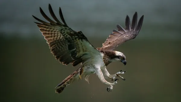 A brown-and-white bird of prey with spread wings is about to grab prey with its extended talons.