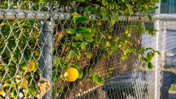 Close-up of yellow lemon growing on tree poking through chain link fence.