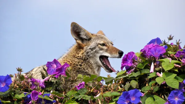 Coyote resting (and yawning) on top of wall covered in morning glories, Huntington Beach, Orange County, California.