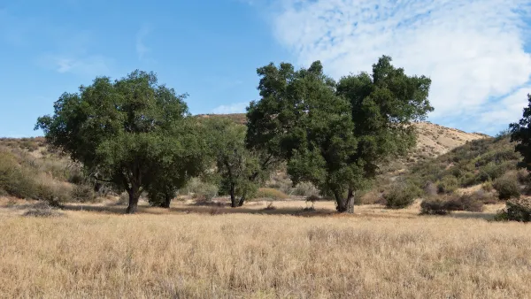 Two large California live oaks in a field of dry grass.