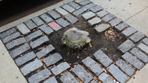 Tree stump in an urban sidewalk