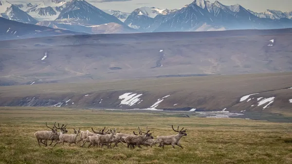 Herd of Caribou in Arctic National Wildlife Refuge in Alaska with snowy mountains in background.