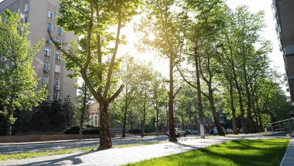 Tall mature green trees lining a concrete walkway next to a street with multistory apartment buildings on other side and sun filtering through the leaves.