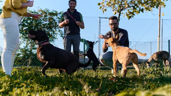 Low angel shot of three people with four dogs in enclosed grassy dog park.