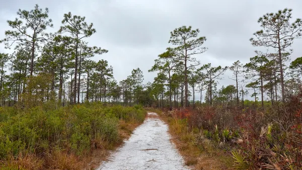 Longleaf pine prairie in the Savage Christmas Creek Preserve near Orlando, Florida.