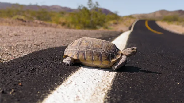 Desert tortoise on asphalt road.