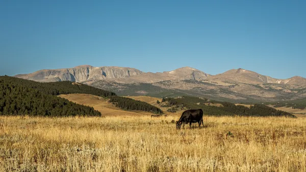 Black cow grazing in field with mountains in background in Montana.