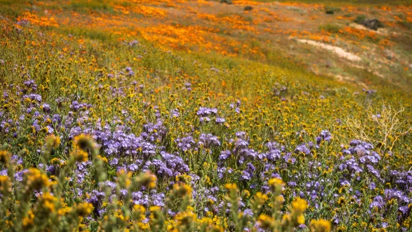 View of purple, orange, and yellow wildflowers on hillside during California superbloom