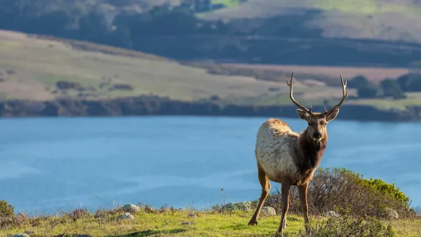 Young male Tule elk stands on green outcrop with lake in background in California