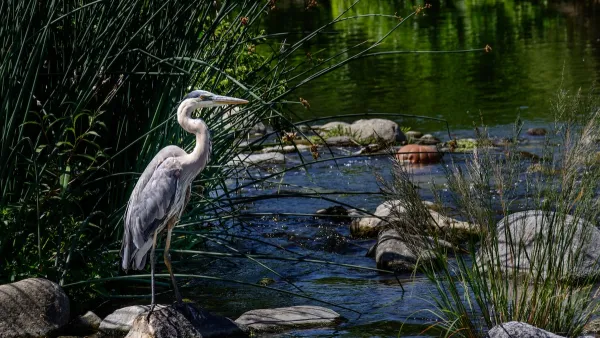Blue heron stands on rock in Los Angeles River with green reeds in background.